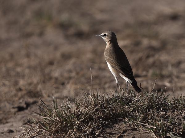 <h3><a href="/trips/tanzania/biota/animalia/chordata/aves/040 passeriformes/108 muscicapidae/oenanthe isabellina/oenanthe isabellina-nl.html">Oenanthe&nbsp;isabellina</a> / Isabelline&nbsp;wheatear / Izabeltapuit</h3>OM-1 Mark II met OLYMPUS M.150-400mm F4.5, 1/2000 sec  bij F4.5, ISO 250, afstand 21.6&nbsp;m